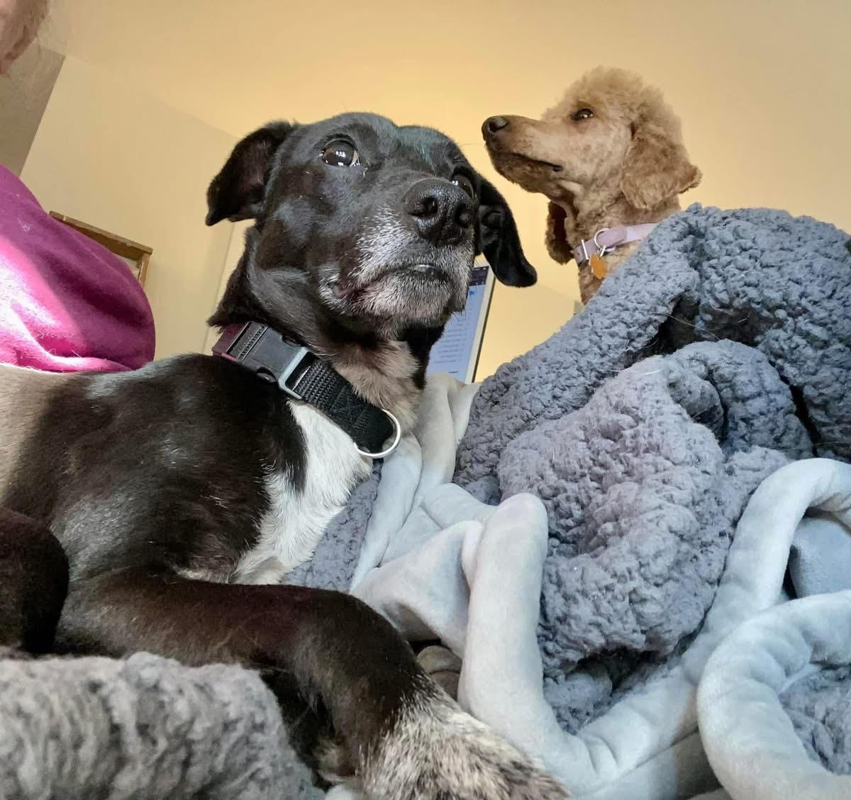 Midnight, a Adopted mixed breed in Blue Island, IL image 5/5