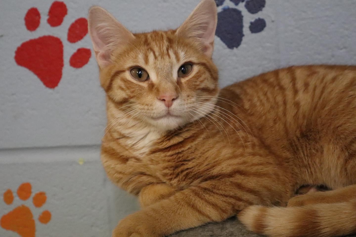 Enlarge Fergus & Felix, a ADOPTABLE Domestic Short Hair in Bloomfield, NJ image 5/6