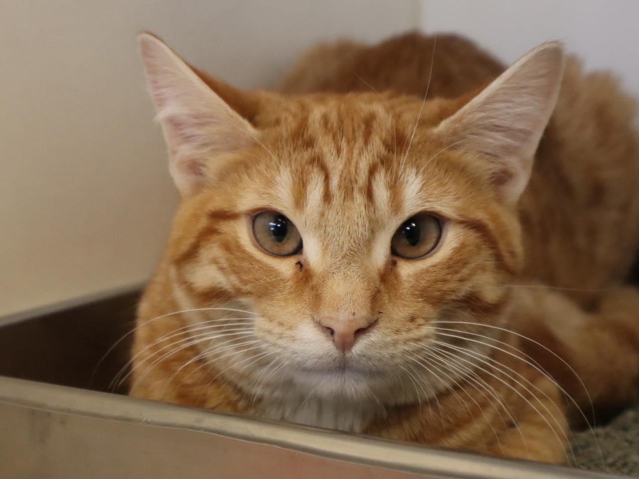 Enlarge Fergus & Felix, a ADOPTABLE Domestic Short Hair in Bloomfield, NJ image 4/6