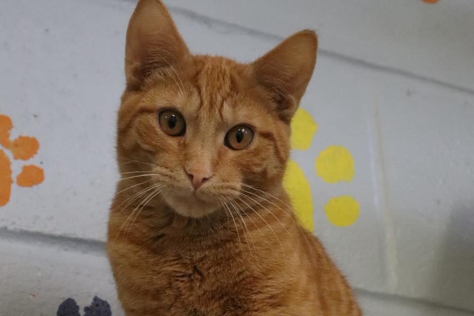 Enlarge Fergus & Felix, a ADOPTABLE Domestic Short Hair in Bloomfield, NJ image 3/6