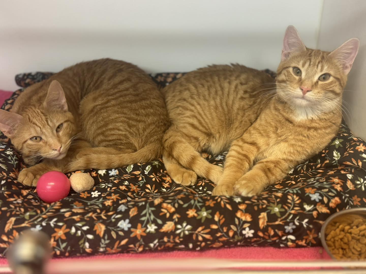 Enlarge Fergus & Felix, a ADOPTABLE Domestic Short Hair in Bloomfield, NJ image 2/6