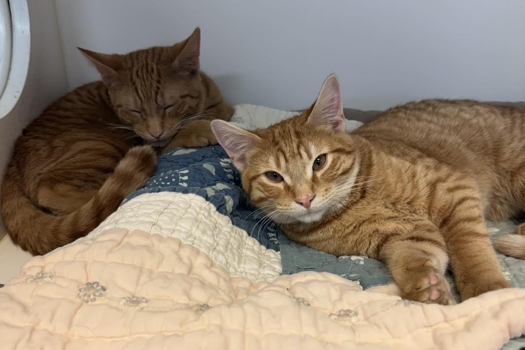 Enlarge Fergus & Felix, a ADOPTABLE Domestic Short Hair in Bloomfield, NJ image 1/6