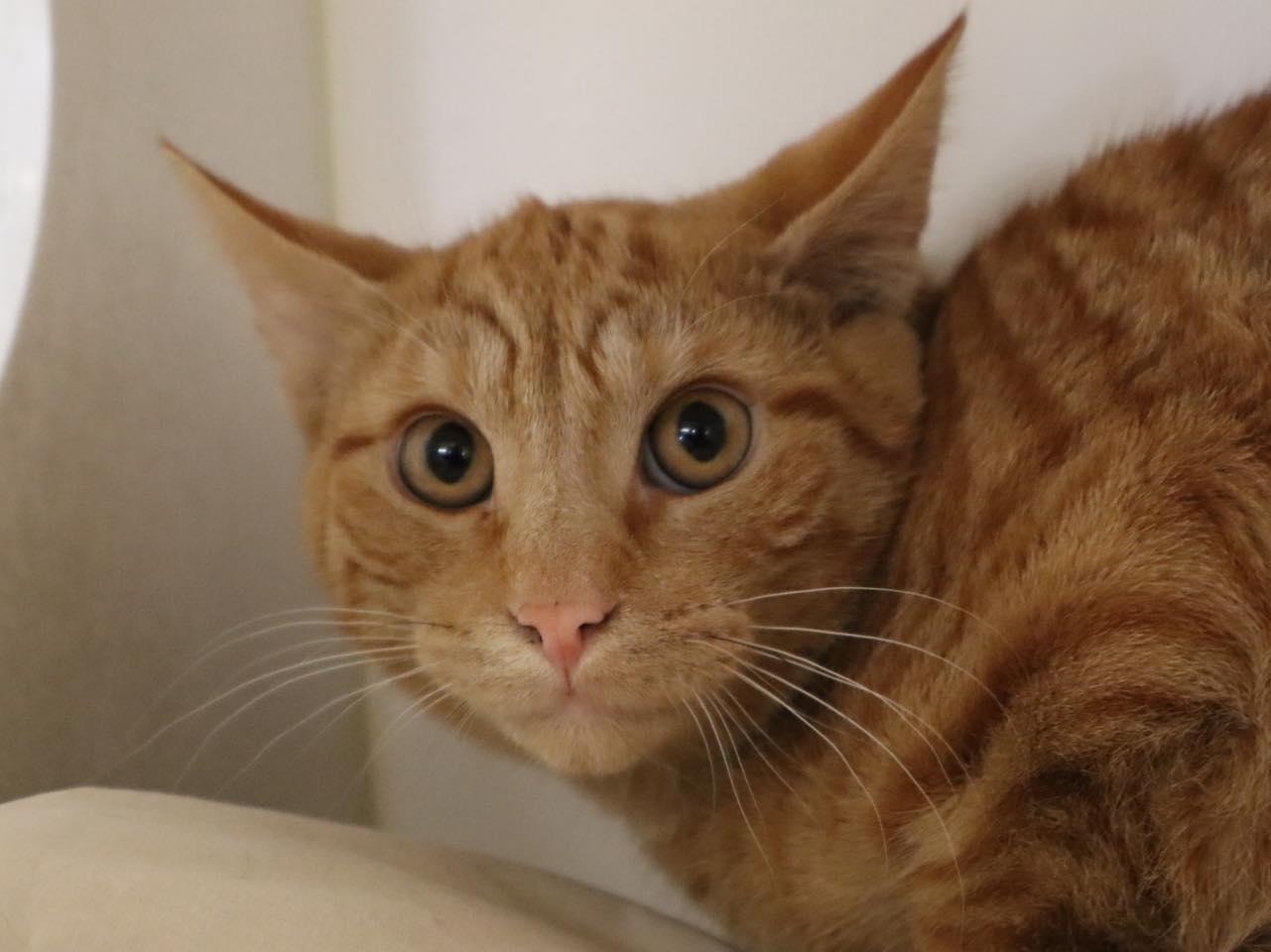 Enlarge Fergus & Felix, a ADOPTABLE Domestic Short Hair in Bloomfield, NJ image 6/6