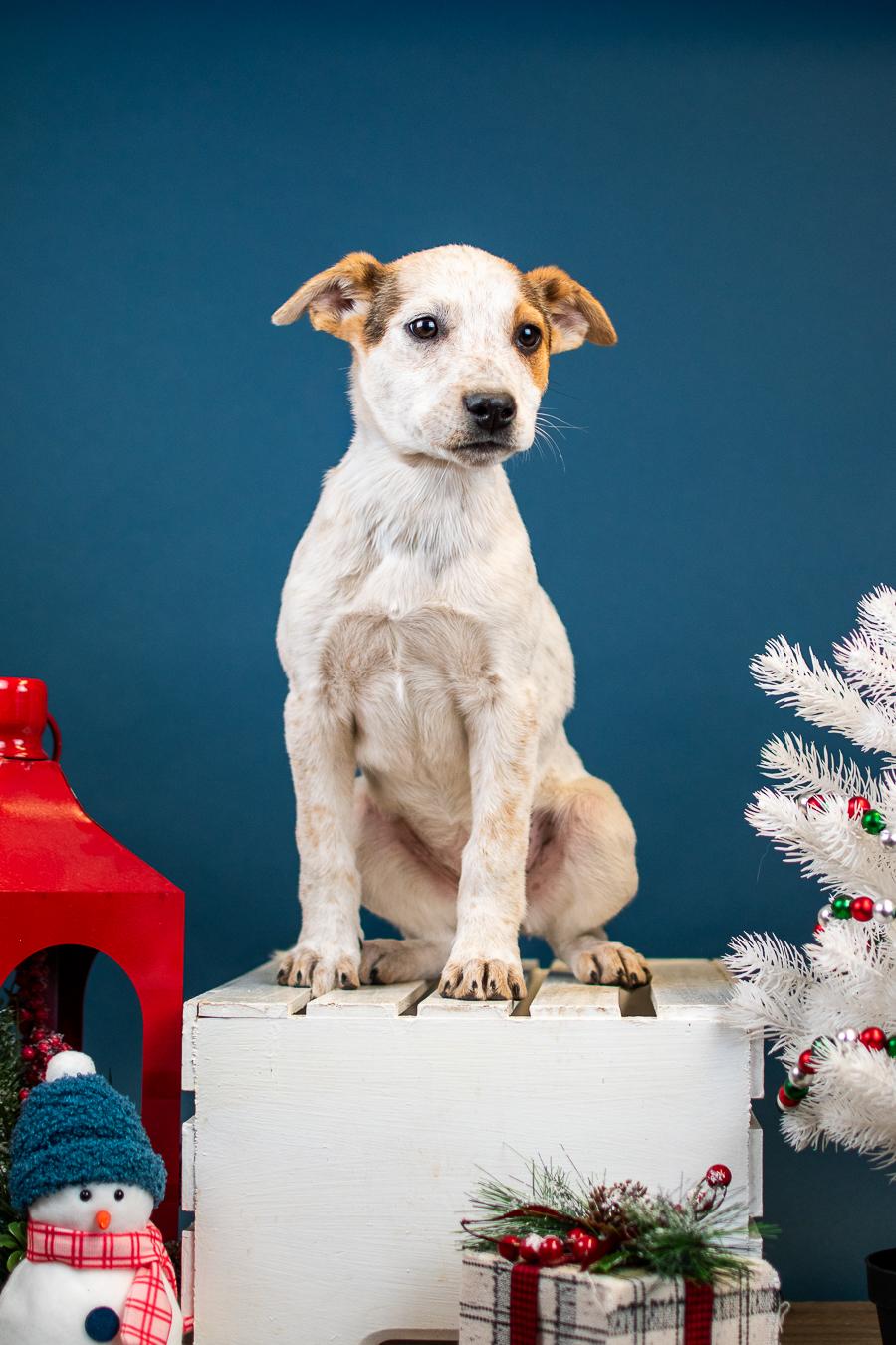 1055-25, ADOPTABLE, Young Female Australian Cattle Dog / Blue Heeler.