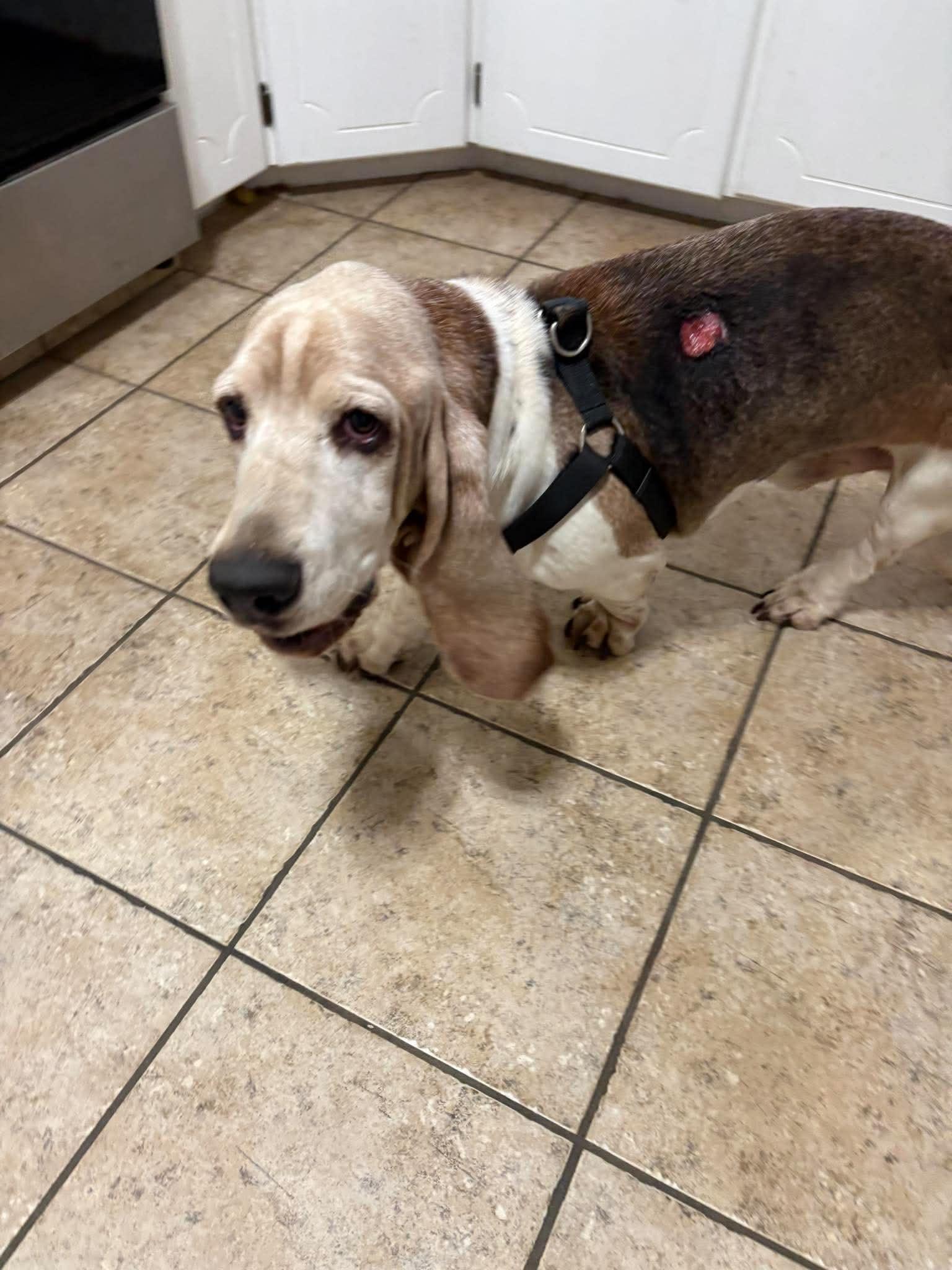 Watson, Adoptable, Senior Male Basset Hound.
