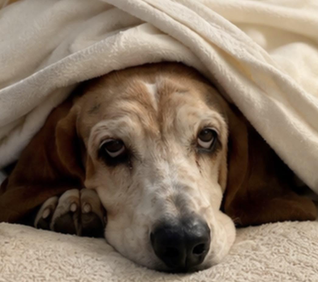 Enlarge Watson, a Adoption Pending Basset Hound in TULSA, OK image 2/5