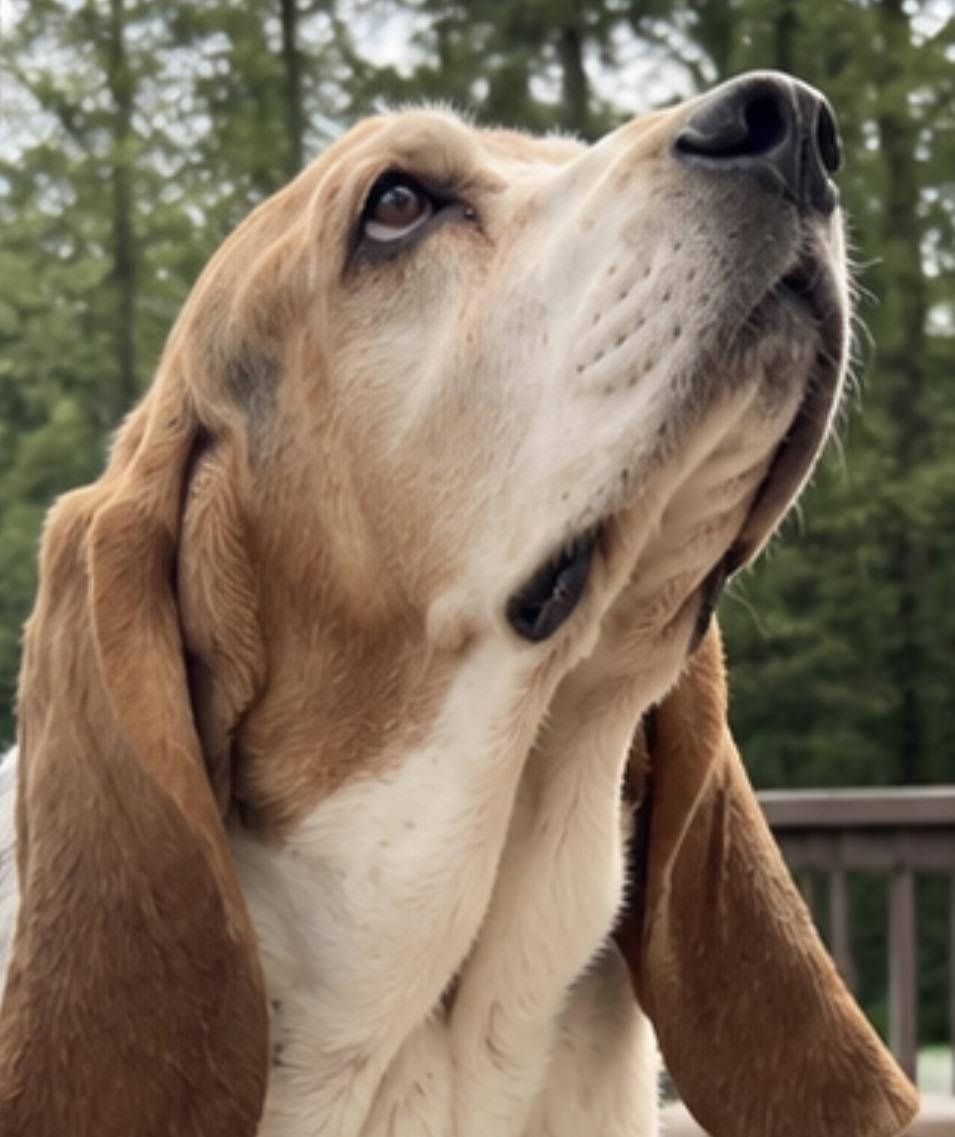 Enlarge Watson, a Adoption Pending Basset Hound in TULSA, OK image 3/5