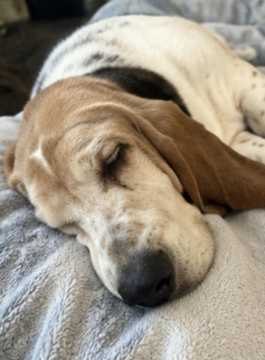 Enlarge Watson, a Adoption Pending Basset Hound in TULSA, OK image 4/5
