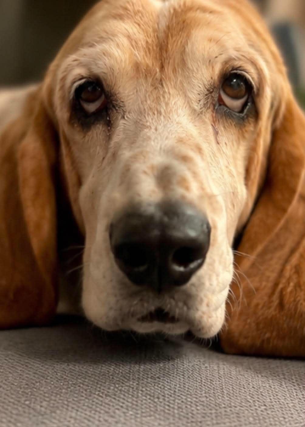 Enlarge Watson, a Adoption Pending Basset Hound in TULSA, OK image 5/5