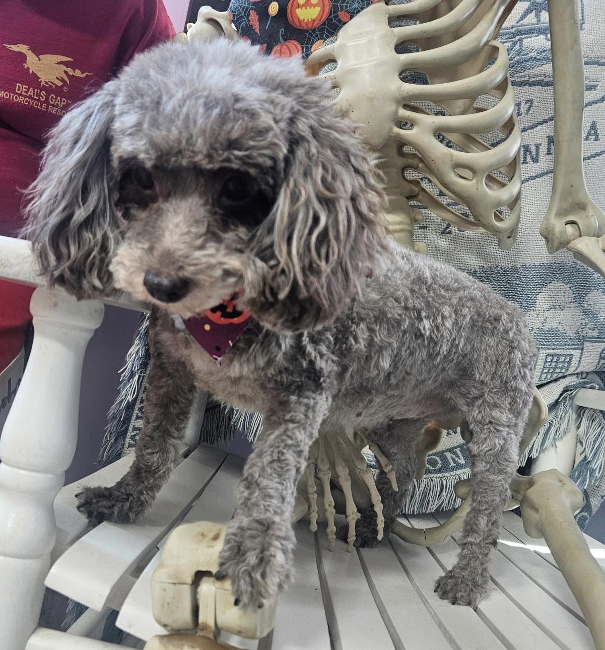 Candy Corn, Adopted, Adult Female Poodle.