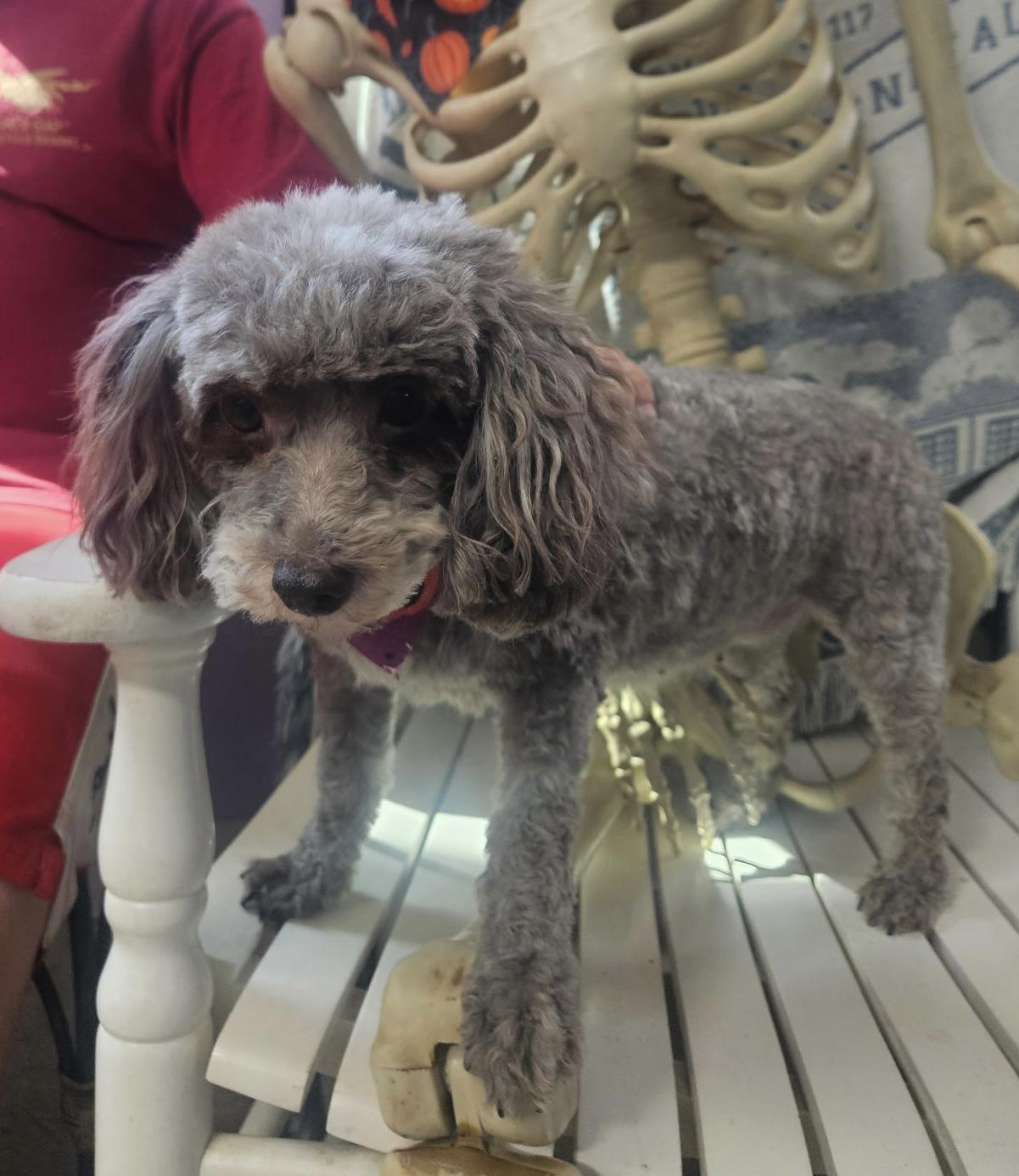 Enlarge Candy Corn, a Adopted Poodle in Dayton, OH image 2/5