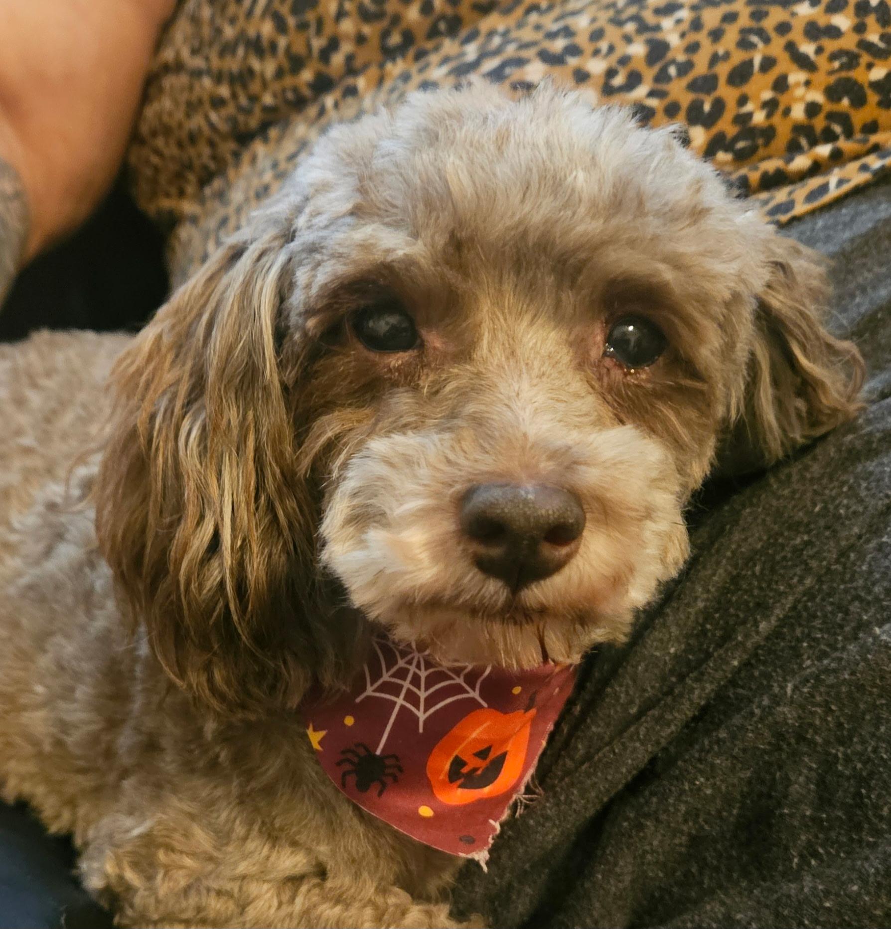 Enlarge Candy Corn, a Adopted Poodle in Dayton, OH image 3/5