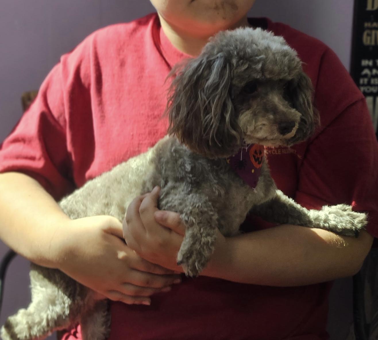 Enlarge Candy Corn, a Adopted Poodle in Dayton, OH image 4/5