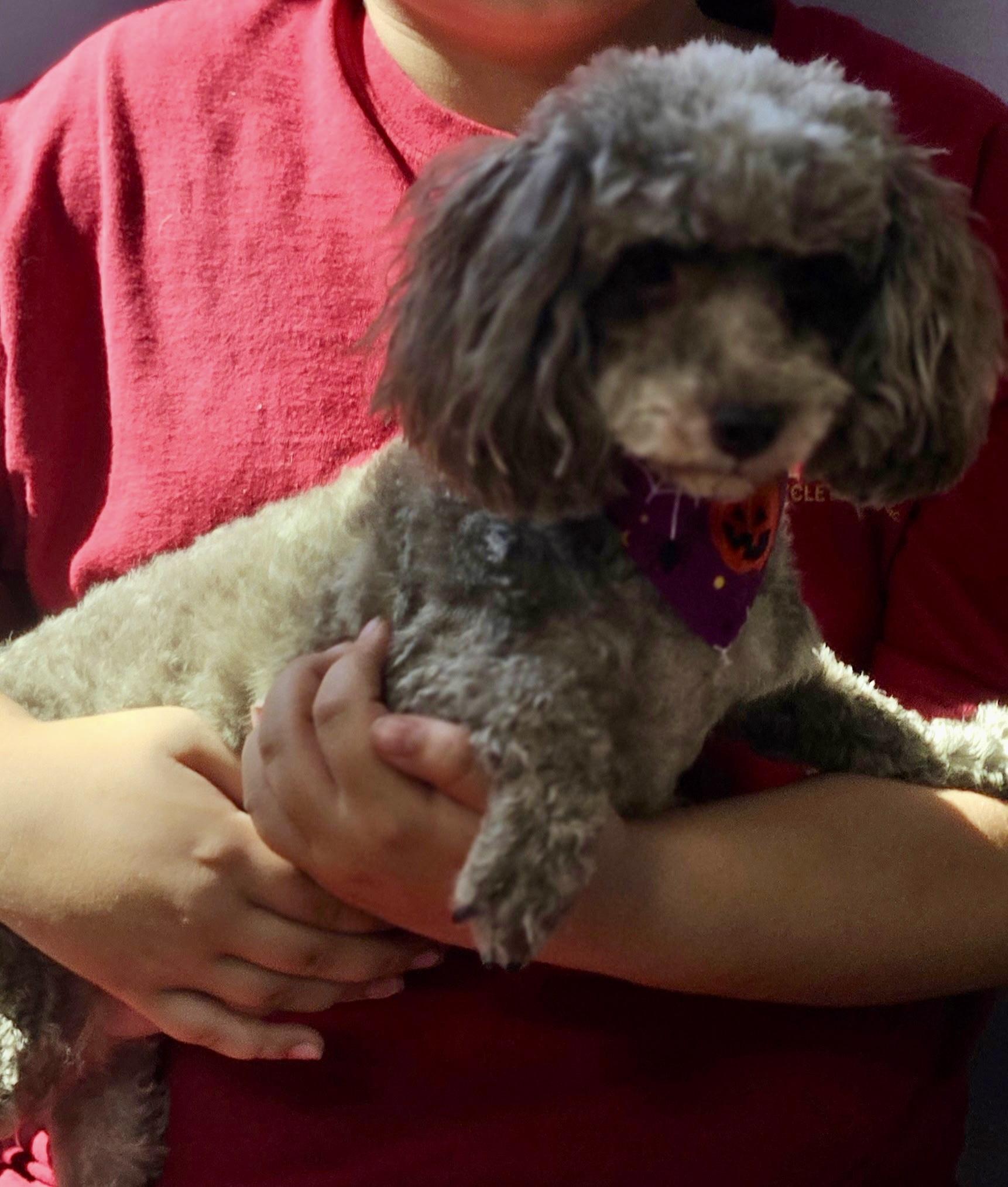 Enlarge Candy Corn, a Adopted Poodle in Dayton, OH image 5/5