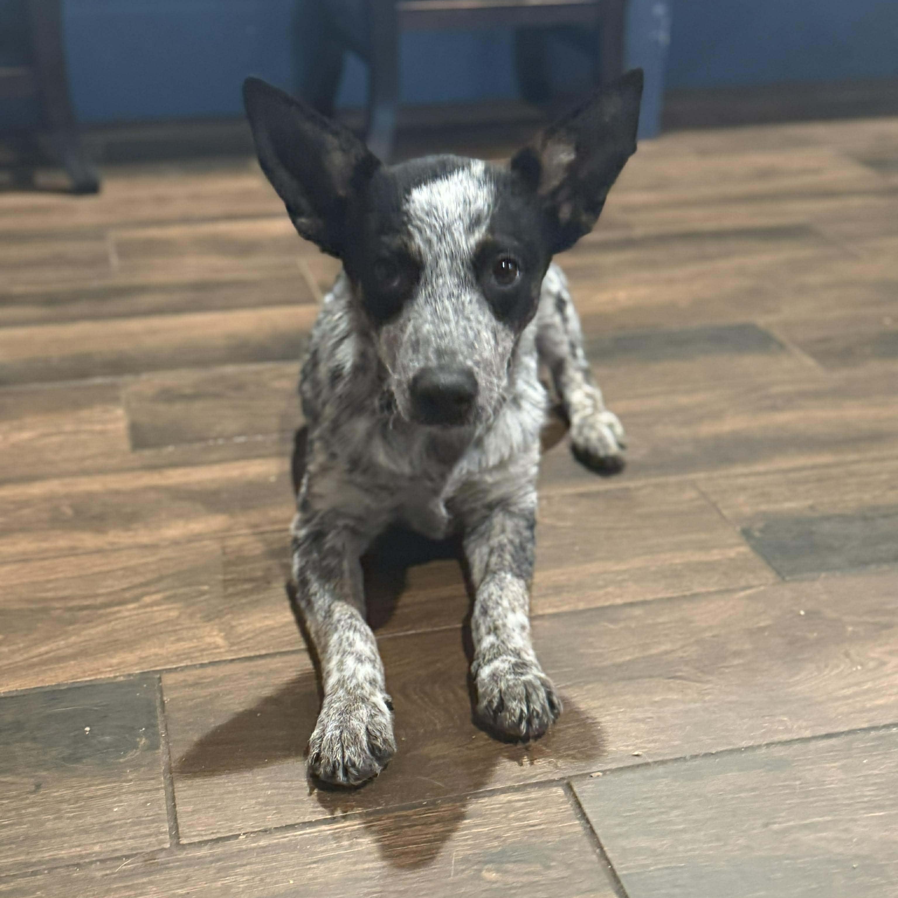 Coy, Adoptable, Puppy Male Australian Cattle Dog / Blue Heeler & Mixed Breed.