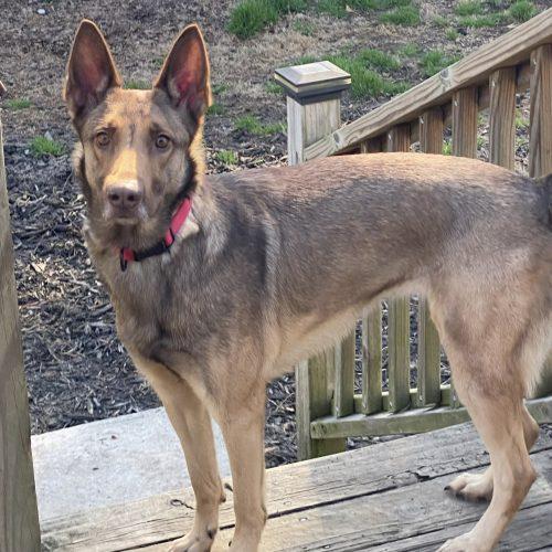 Mali, Adoptable, Young Female German Shepherd Dog & Belgian Shepherd / Malinois.