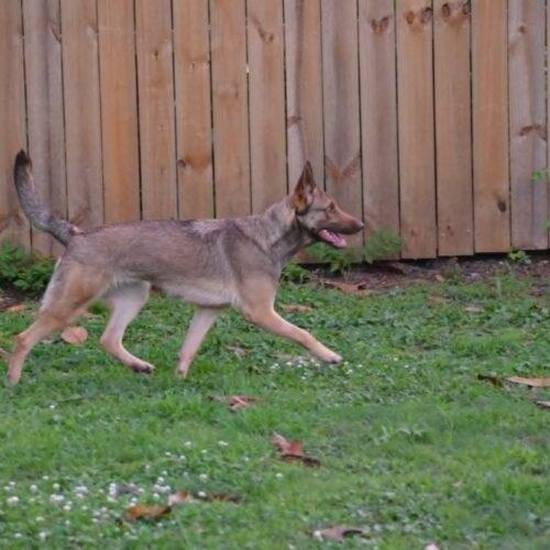 Enlarge Mali, a Adoptable mixed breed in Raleigh, NC image 2/5