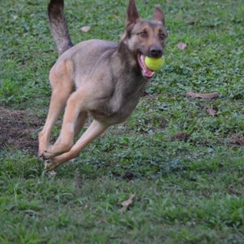 Enlarge Mali, a Adoptable mixed breed in Raleigh, NC image 3/5