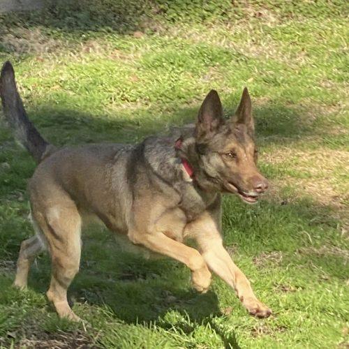 Enlarge Mali, a Adoptable mixed breed in Raleigh, NC image 4/5