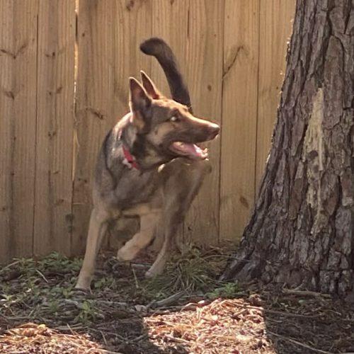 Enlarge Mali, a Adoptable mixed breed in Raleigh, NC image 5/5