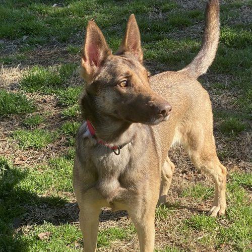 Enlarge Mali, a Adoptable mixed breed in Raleigh, NC image 6/6