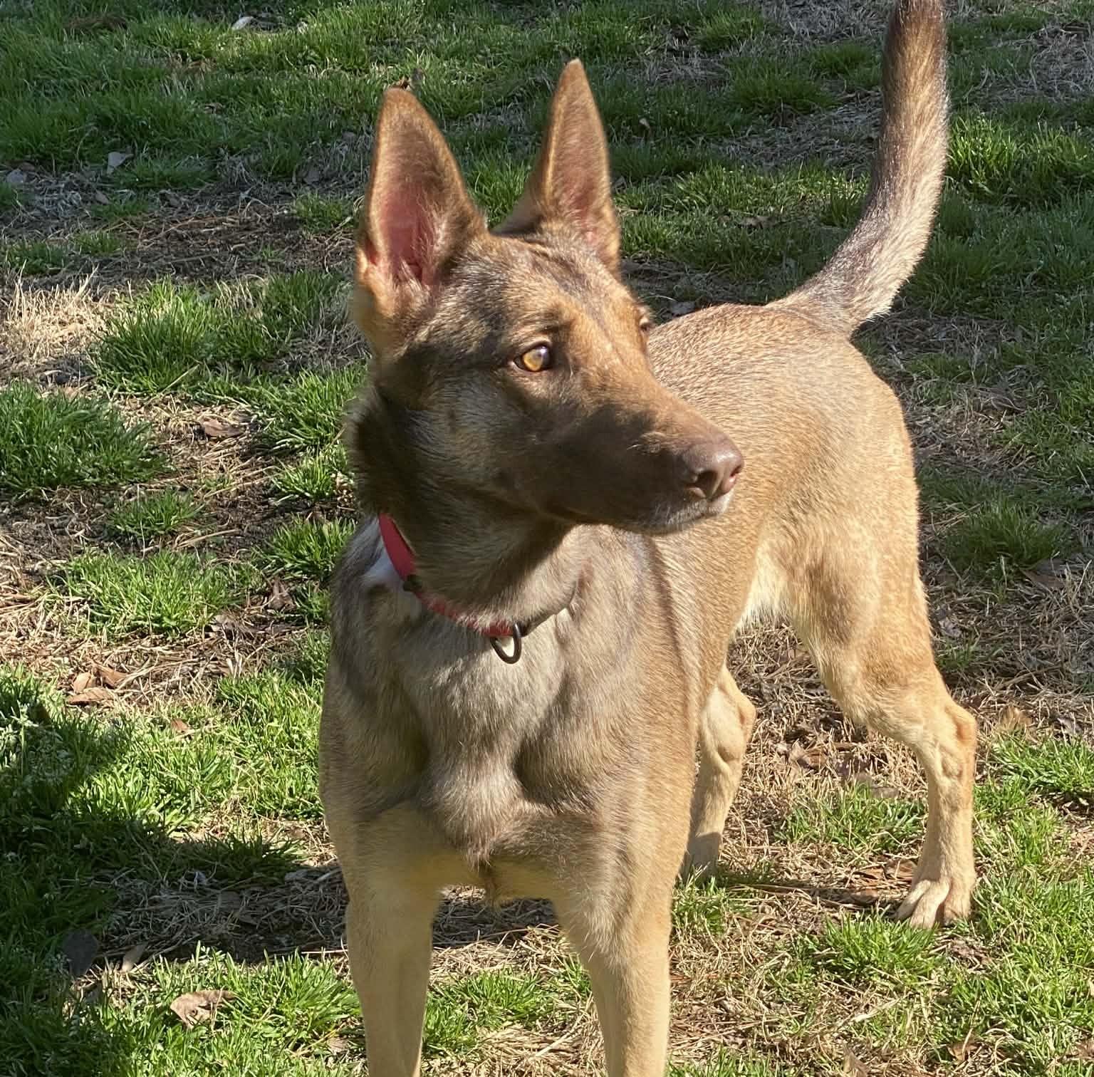 Enlarge Mali, a Adoptable mixed breed in Raleigh, NC image 6/6