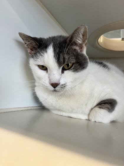 Enlarge GiGi, a Adoptable mixed breed in Columbus, IN image 1/1