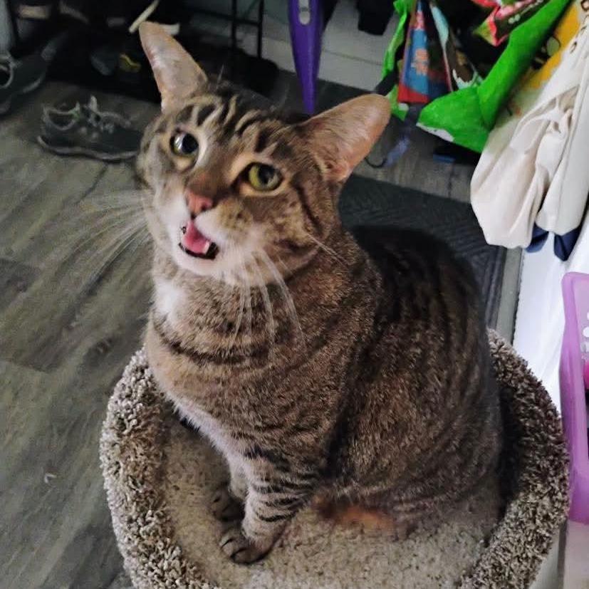 Chai - 20% off, a Adoptable mixed breed in Gladstone, OR image 2/6