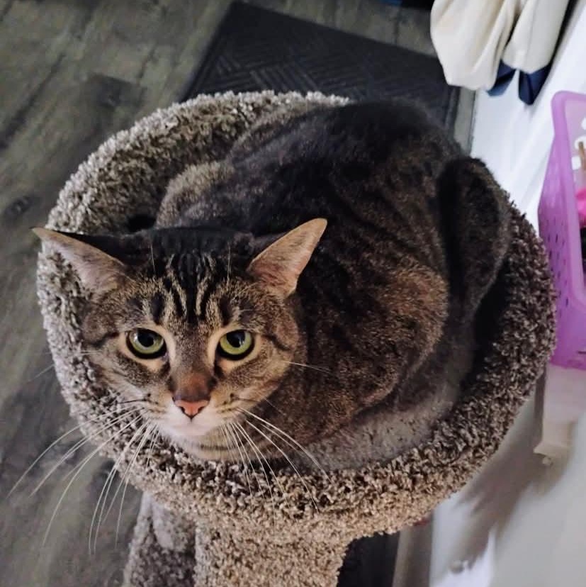 Chai - 20% off, a Adoptable mixed breed in Gladstone, OR image 3/6