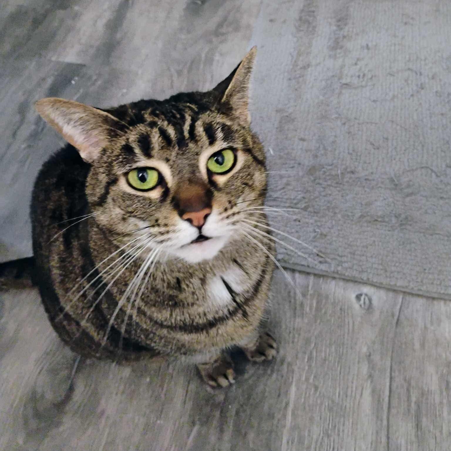 Chai - 20% off, Adoptable, Adult Female Domestic Short Hair & Tabby.