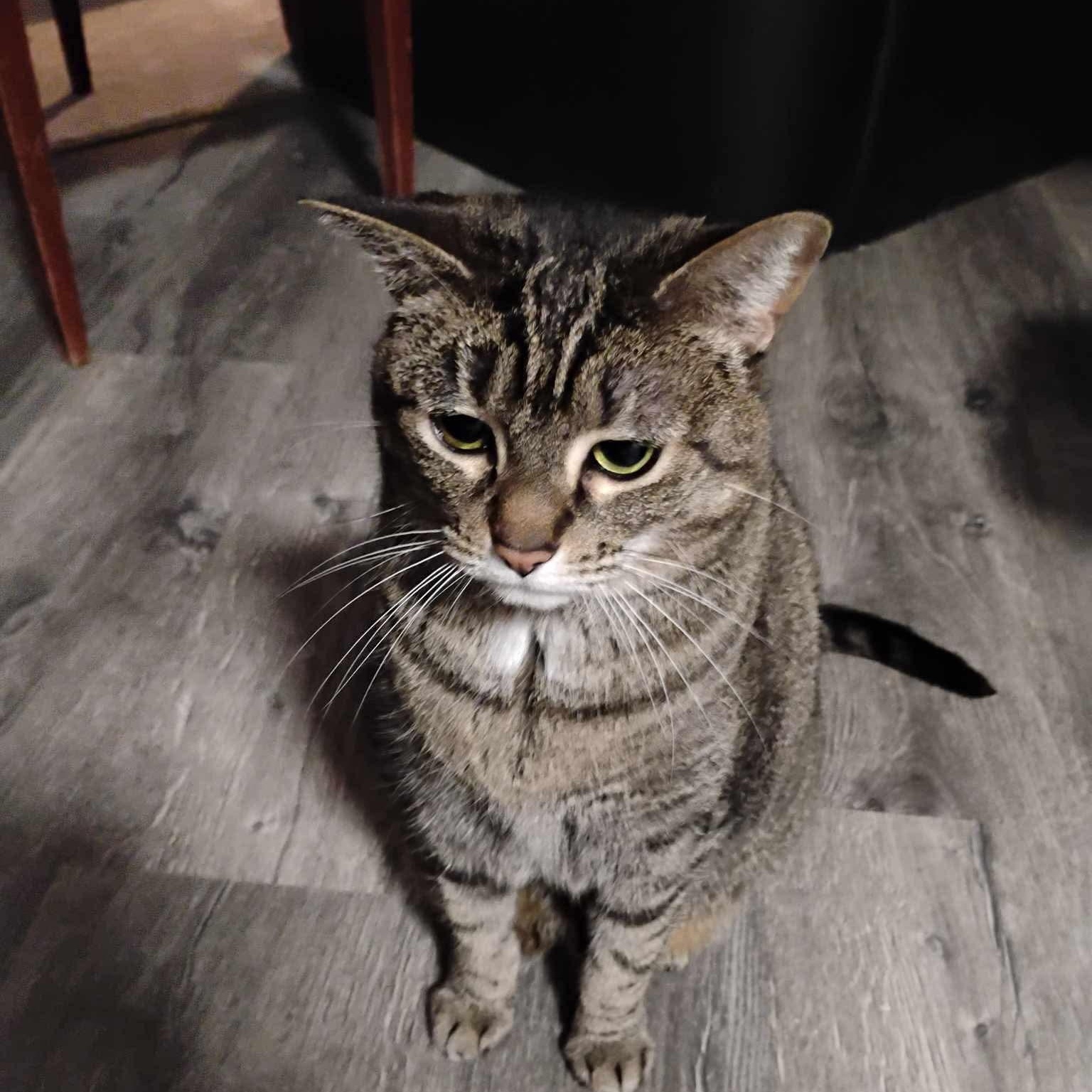 Chai - 20% off, a Adoptable mixed breed in Gladstone, OR image 6/6