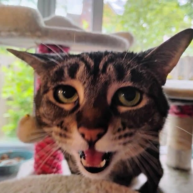 Chai - 20% off, a Adoptable mixed breed in Gladstone, OR image 4/6