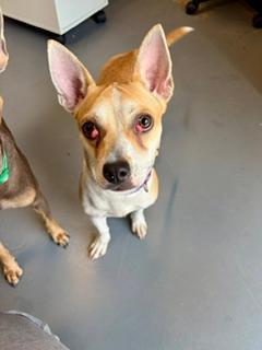 Princess, an adoptable Chihuahua in Winter Haven, FL image 2/3