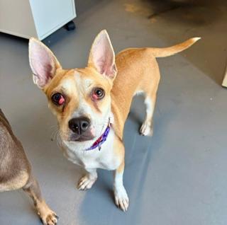 Princess, adoptable, Young Female Chihuahua.
