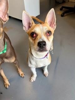 Princess, an adoptable Chihuahua in Winter Haven, FL image 3/3