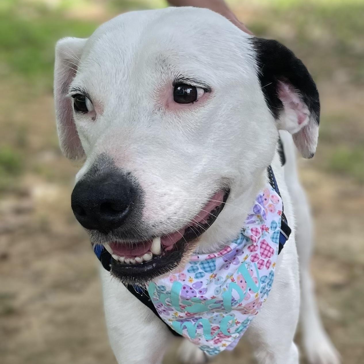 Enlarge Ellie Mae, an adopted mixed breed in Southaven , MS image 1/6