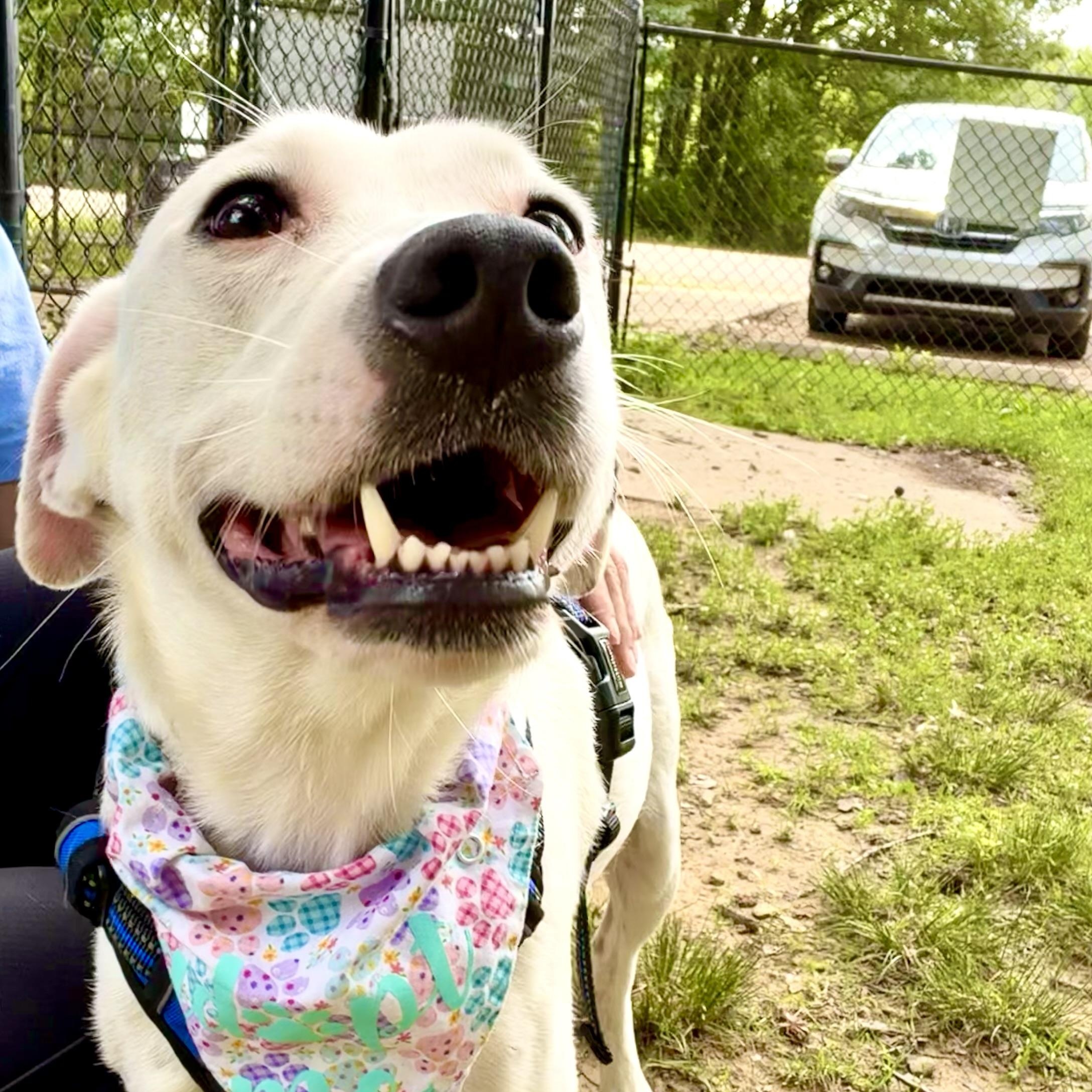 Enlarge Ellie Mae, an adopted mixed breed in Southaven , MS image 3/6