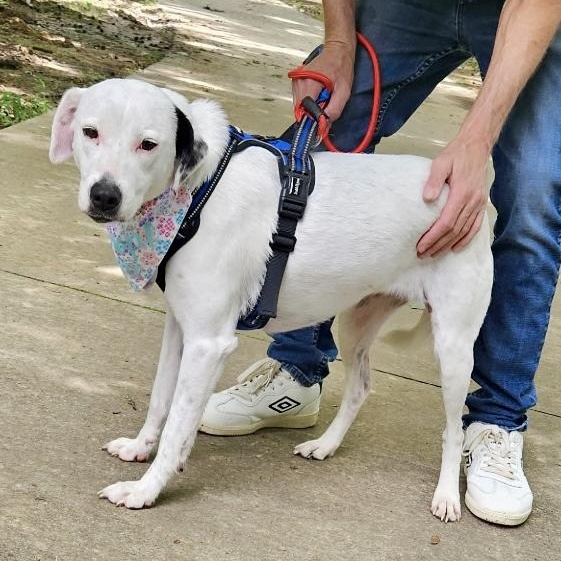 Enlarge Ellie Mae, an adopted mixed breed in Southaven , MS image 4/6