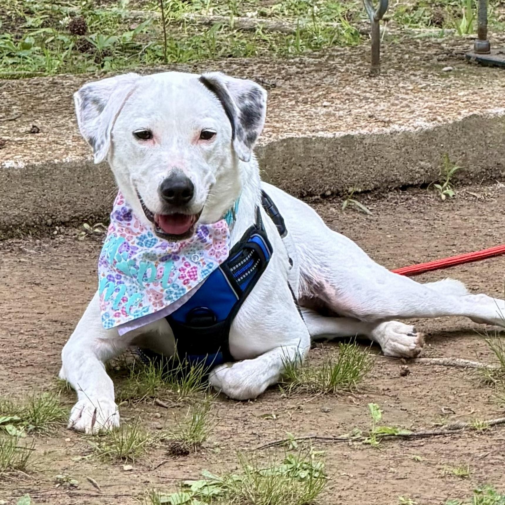 Enlarge Ellie Mae, an adopted mixed breed in Southaven , MS image 2/6