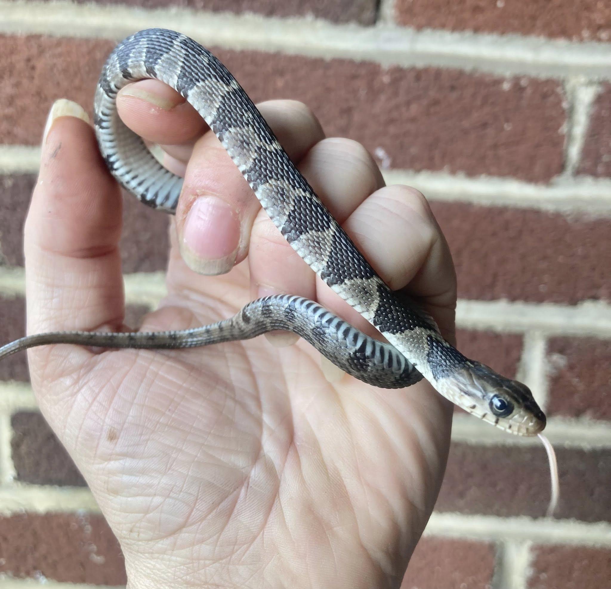 Nola, ADOPTABLE, Young Female Snake.