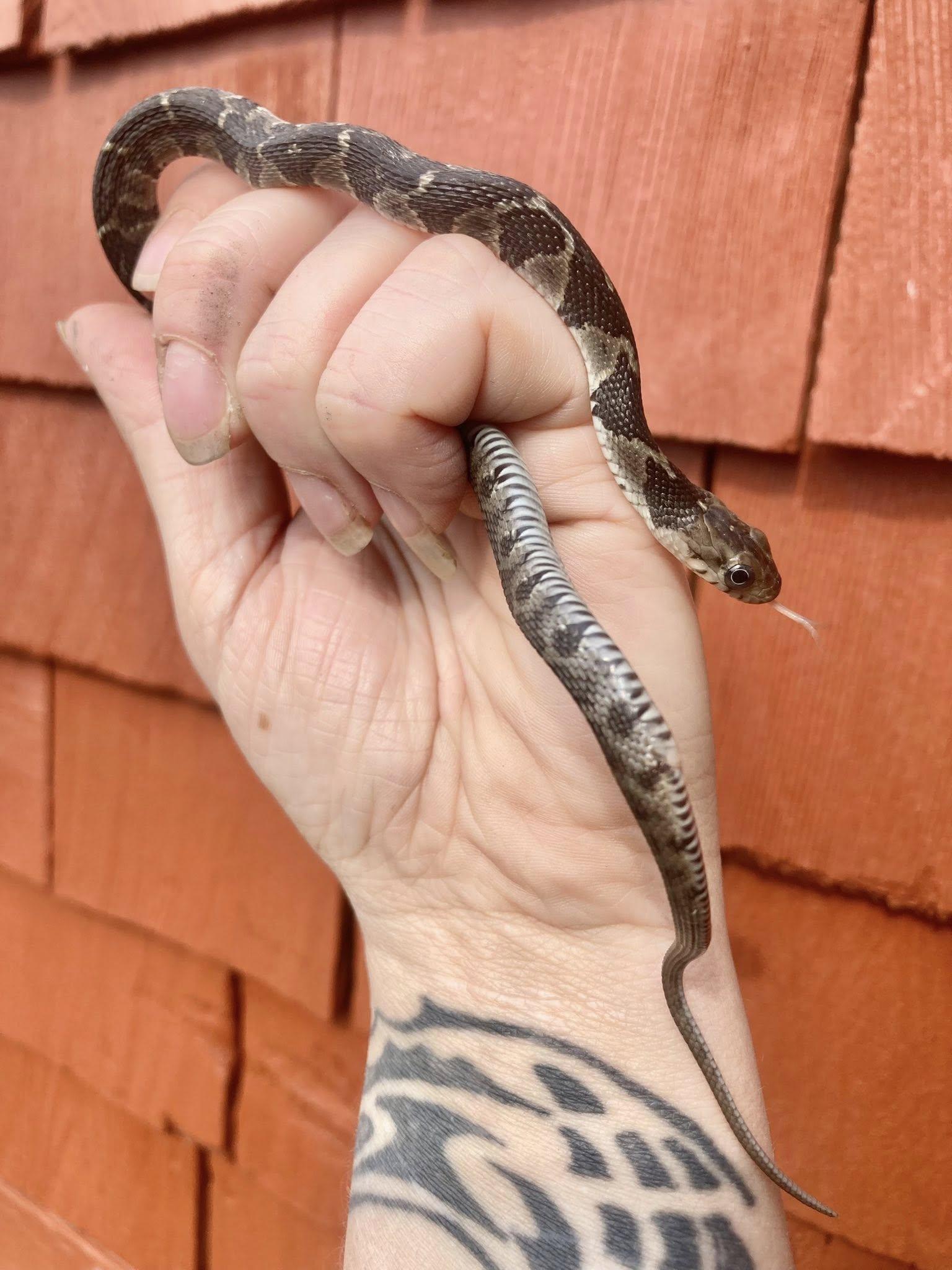 Enlarge Nola, a ADOPTABLE Snake in Palmerton, PA image 2/4