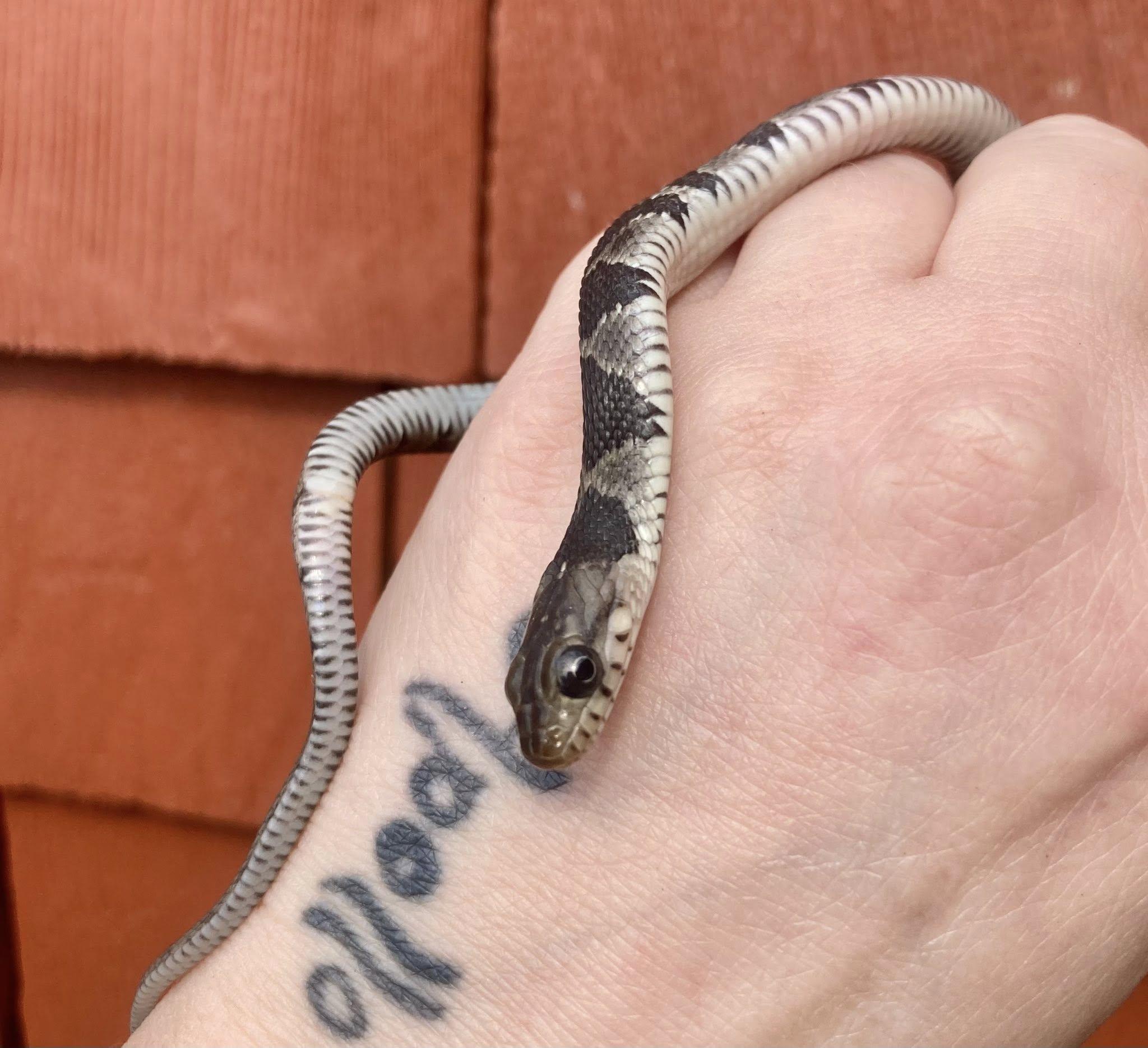 Enlarge Nola, a ADOPTABLE Snake in Palmerton, PA image 3/4
