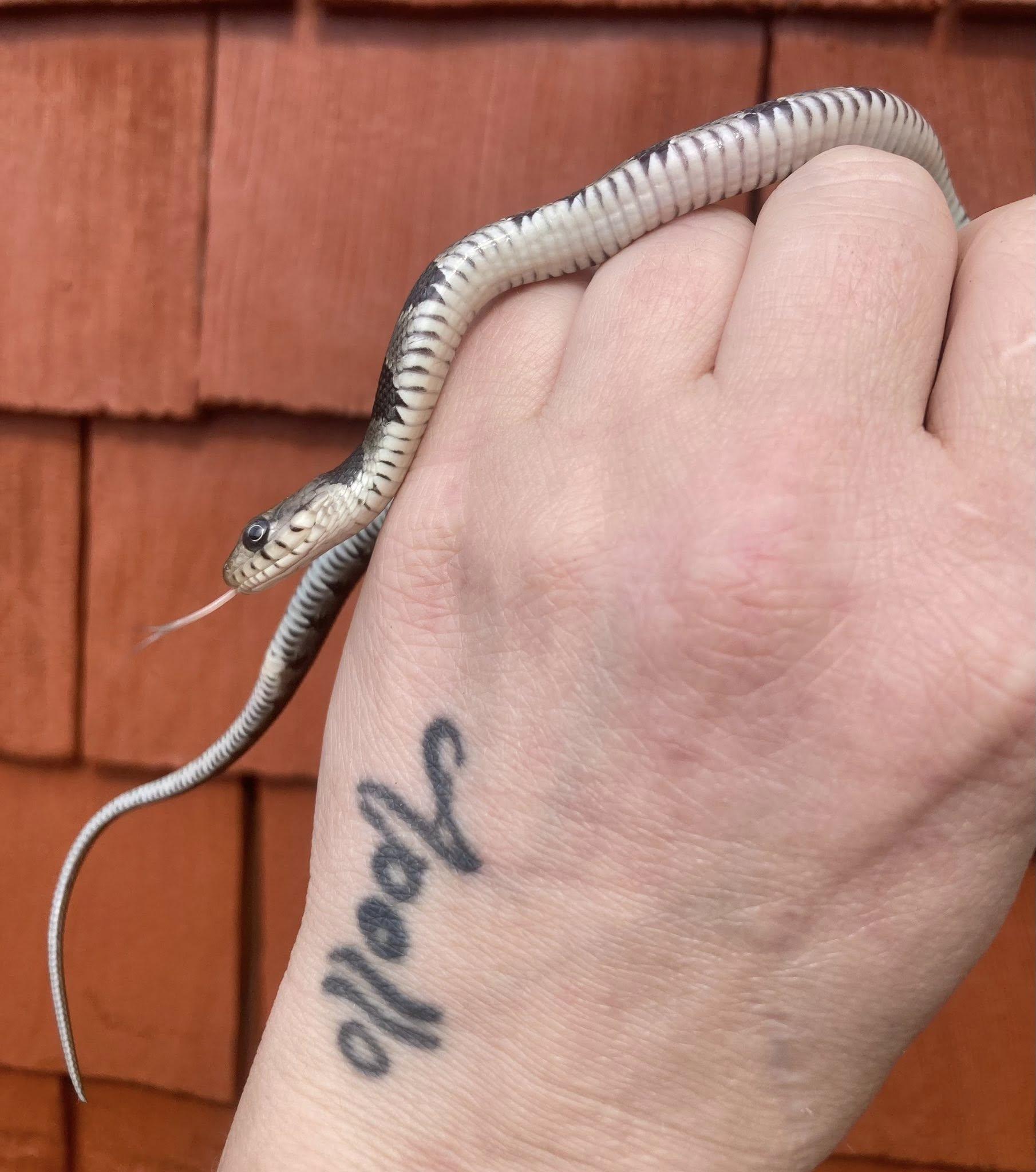 Enlarge Nola, a ADOPTABLE Snake in Palmerton, PA image 4/4