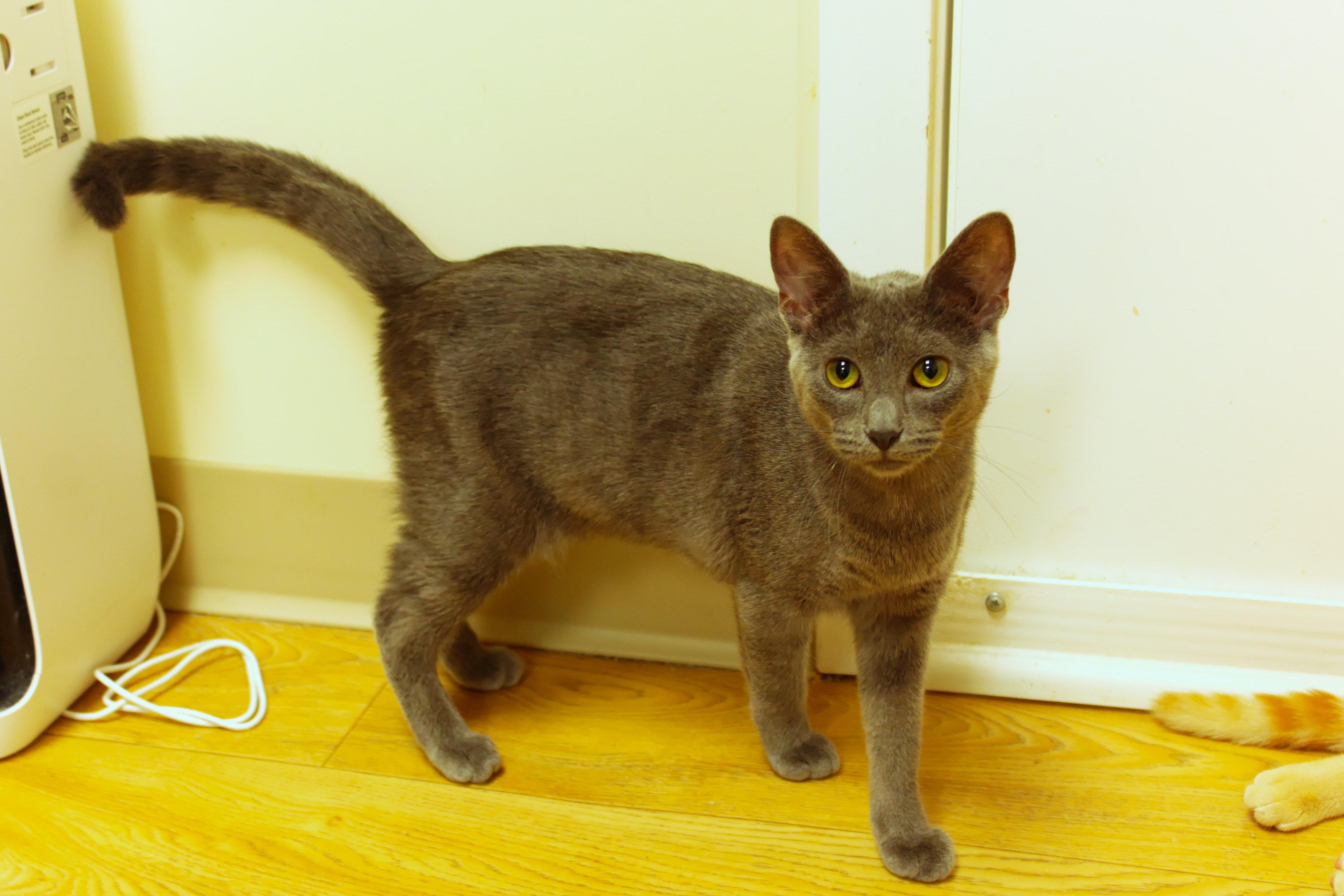 Enlarge Ash, a Adoptable mixed breed in Urbana, OH image 1/6