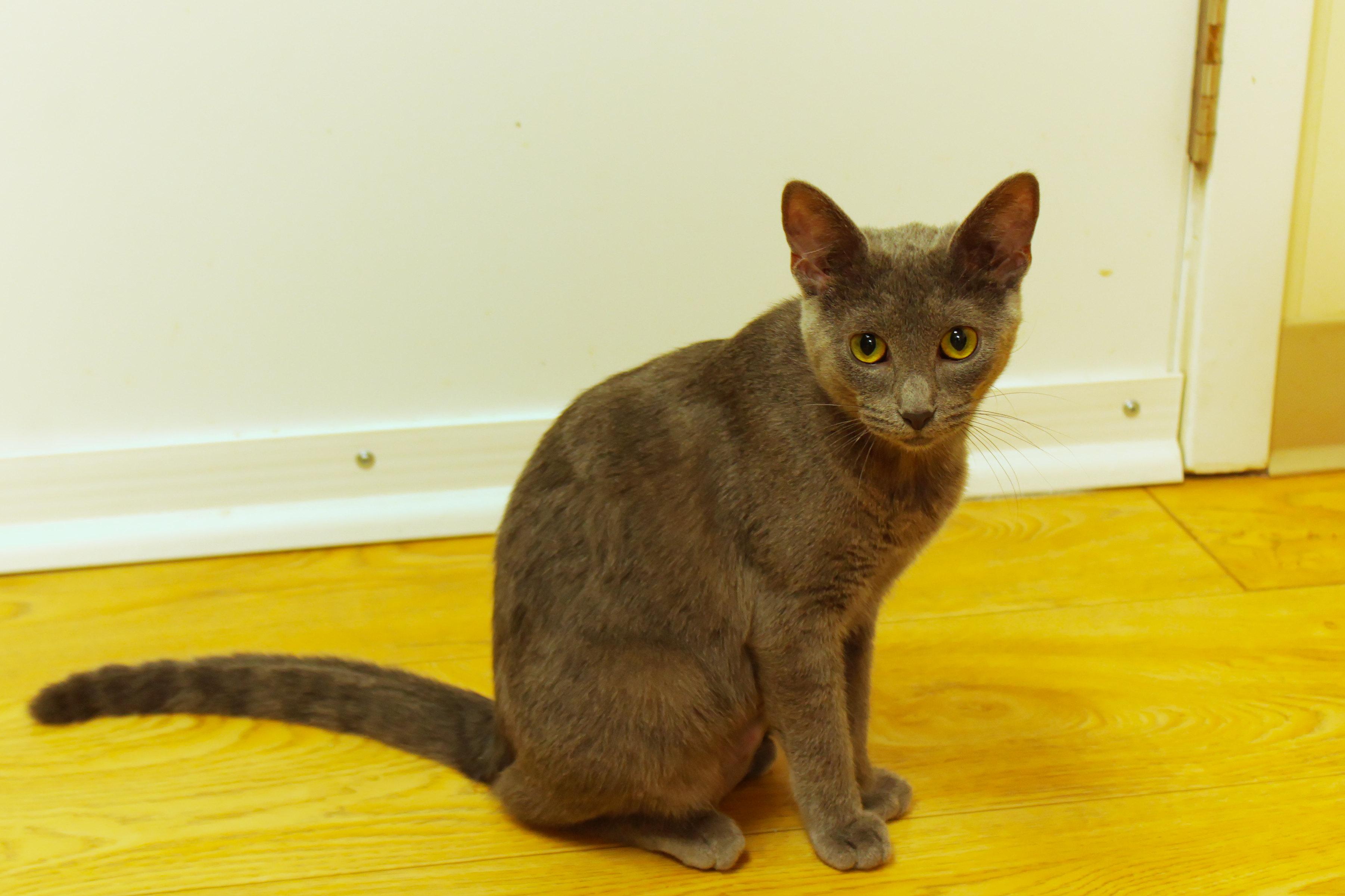 Enlarge Ash, a Adoptable mixed breed in Urbana, OH image 6/6
