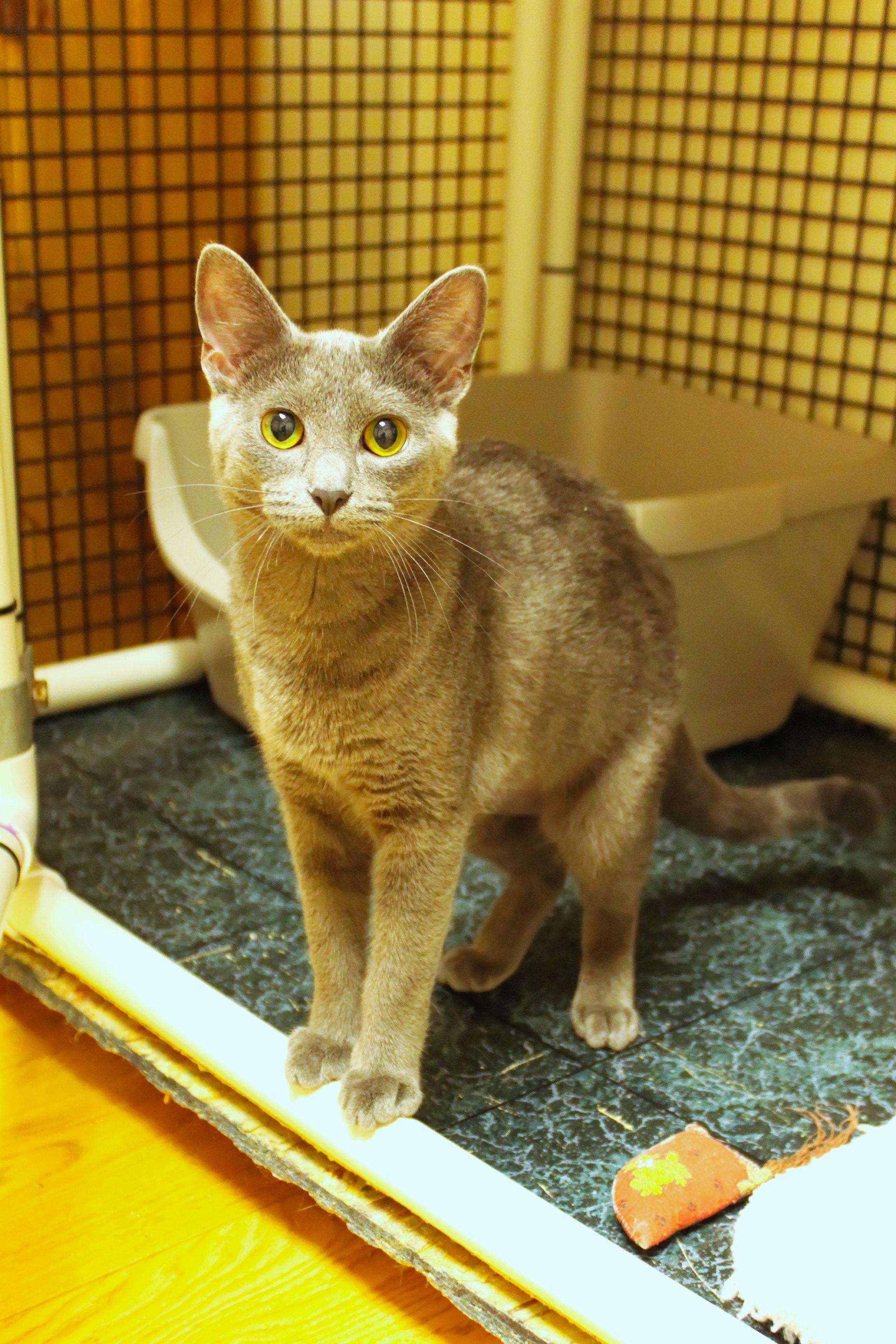 Enlarge Ash, a Adoptable mixed breed in Urbana, OH image 3/6
