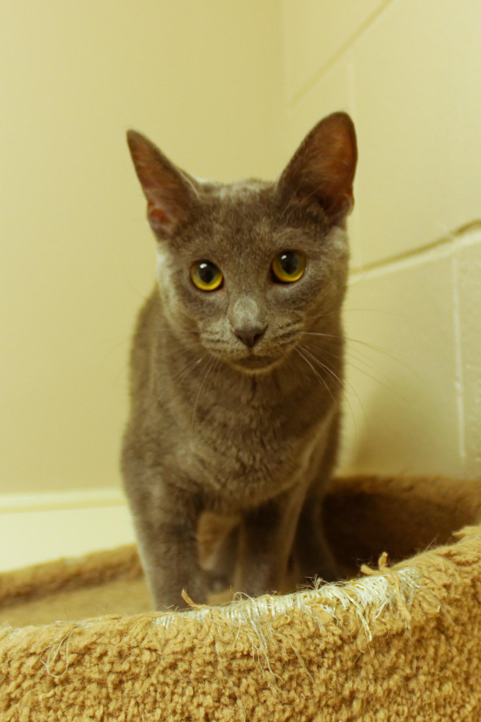 Enlarge Ash, a Adoptable mixed breed in Urbana, OH image 5/6