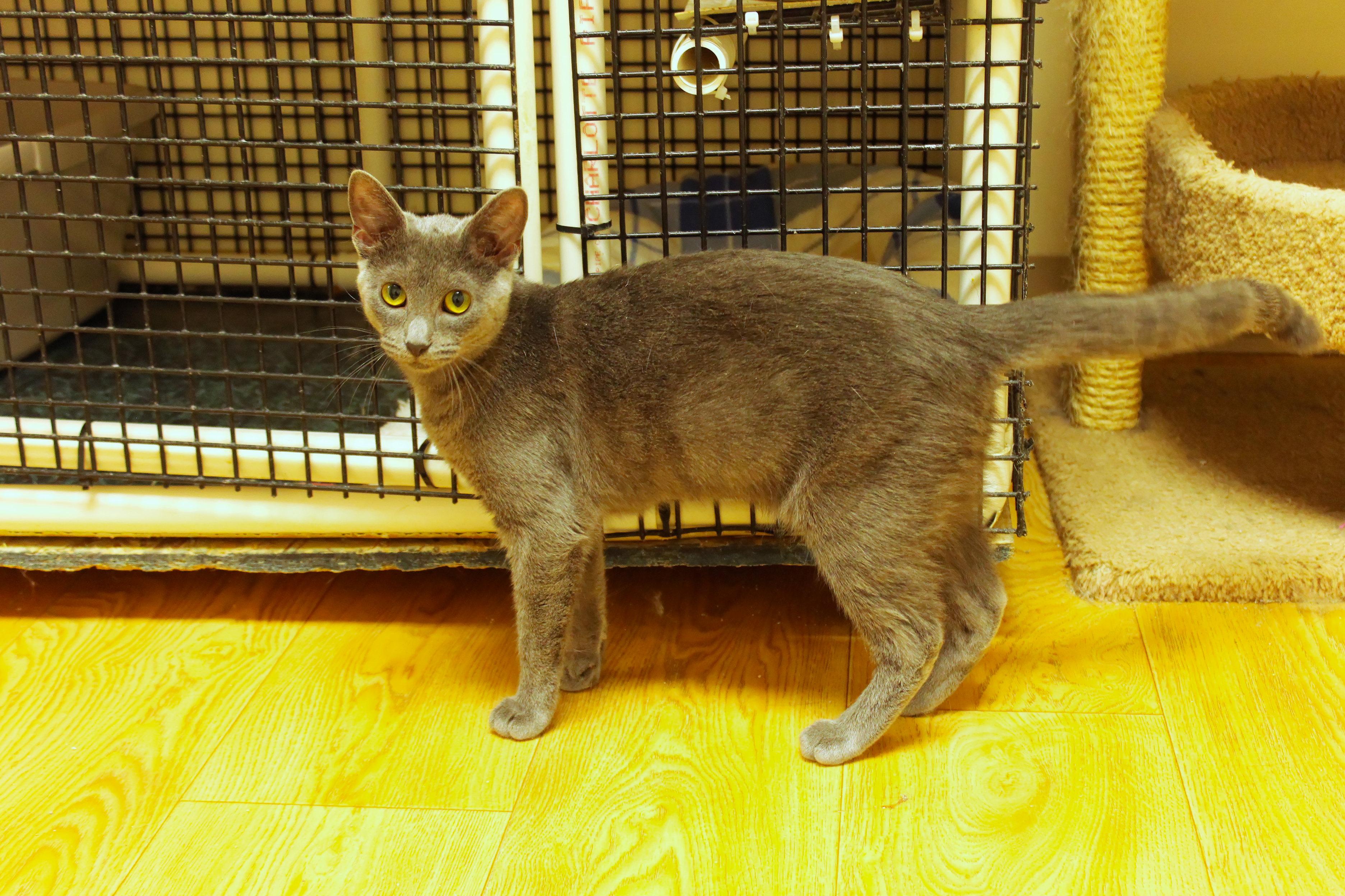 Enlarge Ash, a Adoptable mixed breed in Urbana, OH image 4/6
