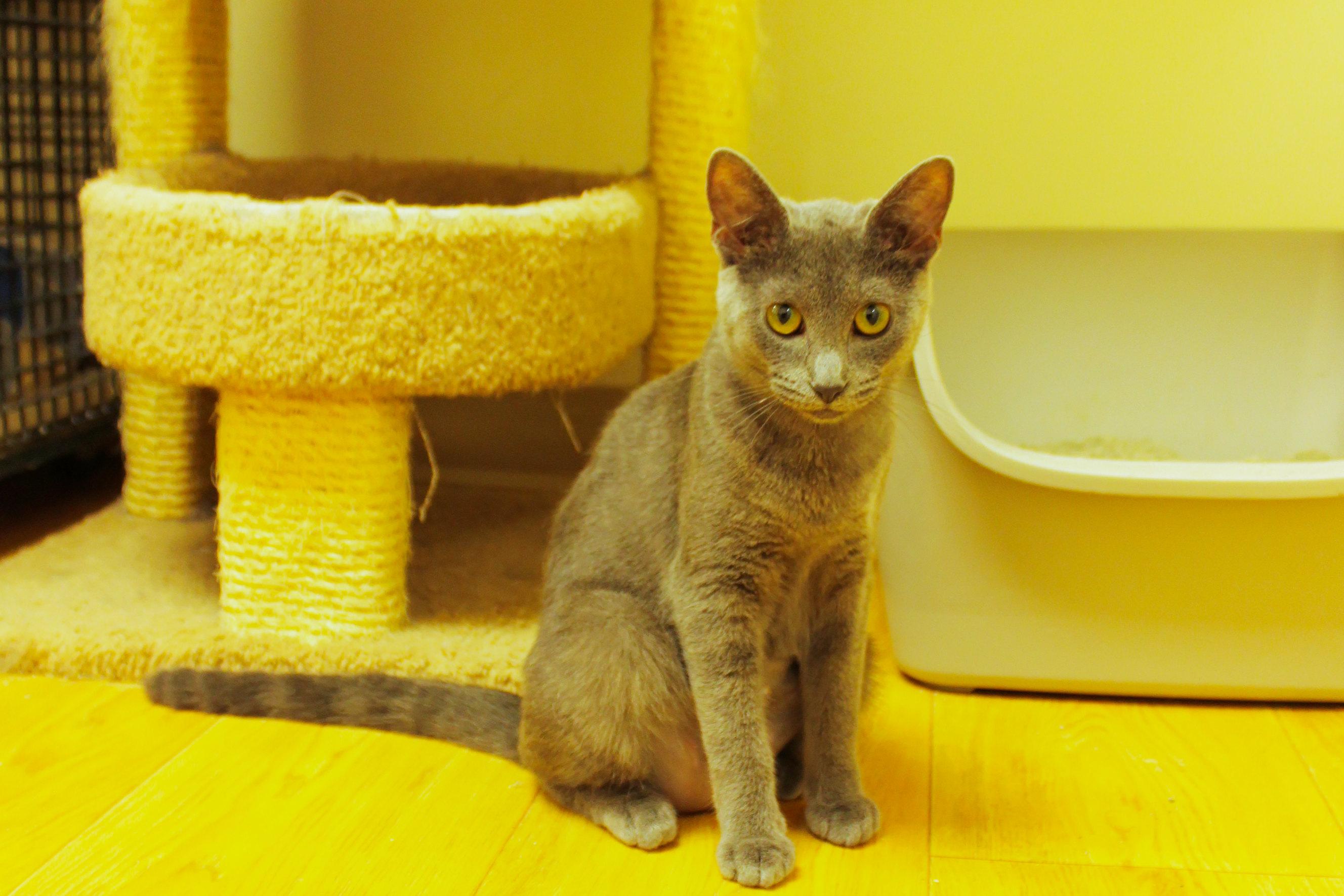 Enlarge Ash, a Adoptable mixed breed in Urbana, OH image 2/6