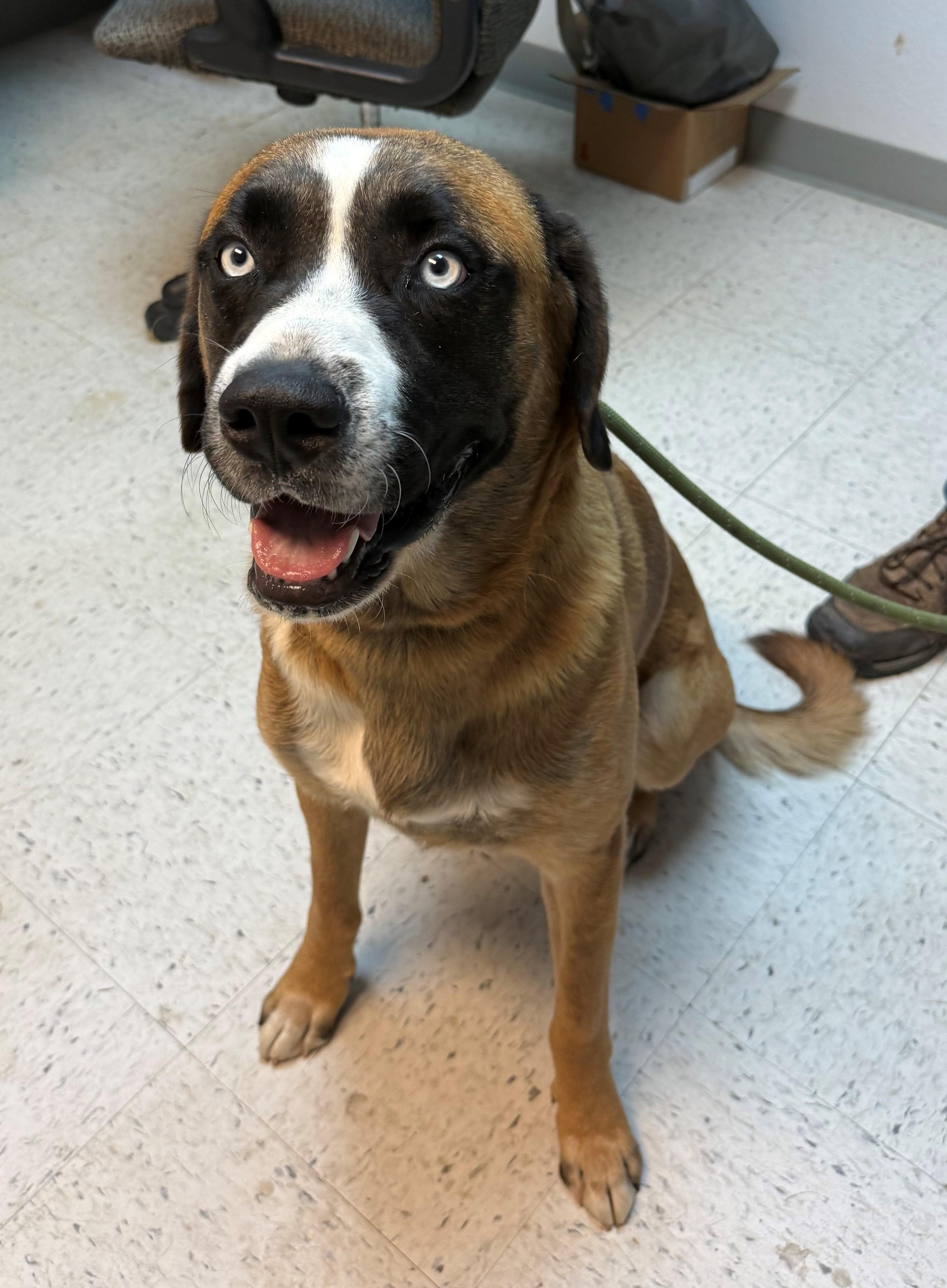 Pennywise, Adoptable, Adult Male Saint Bernard.
